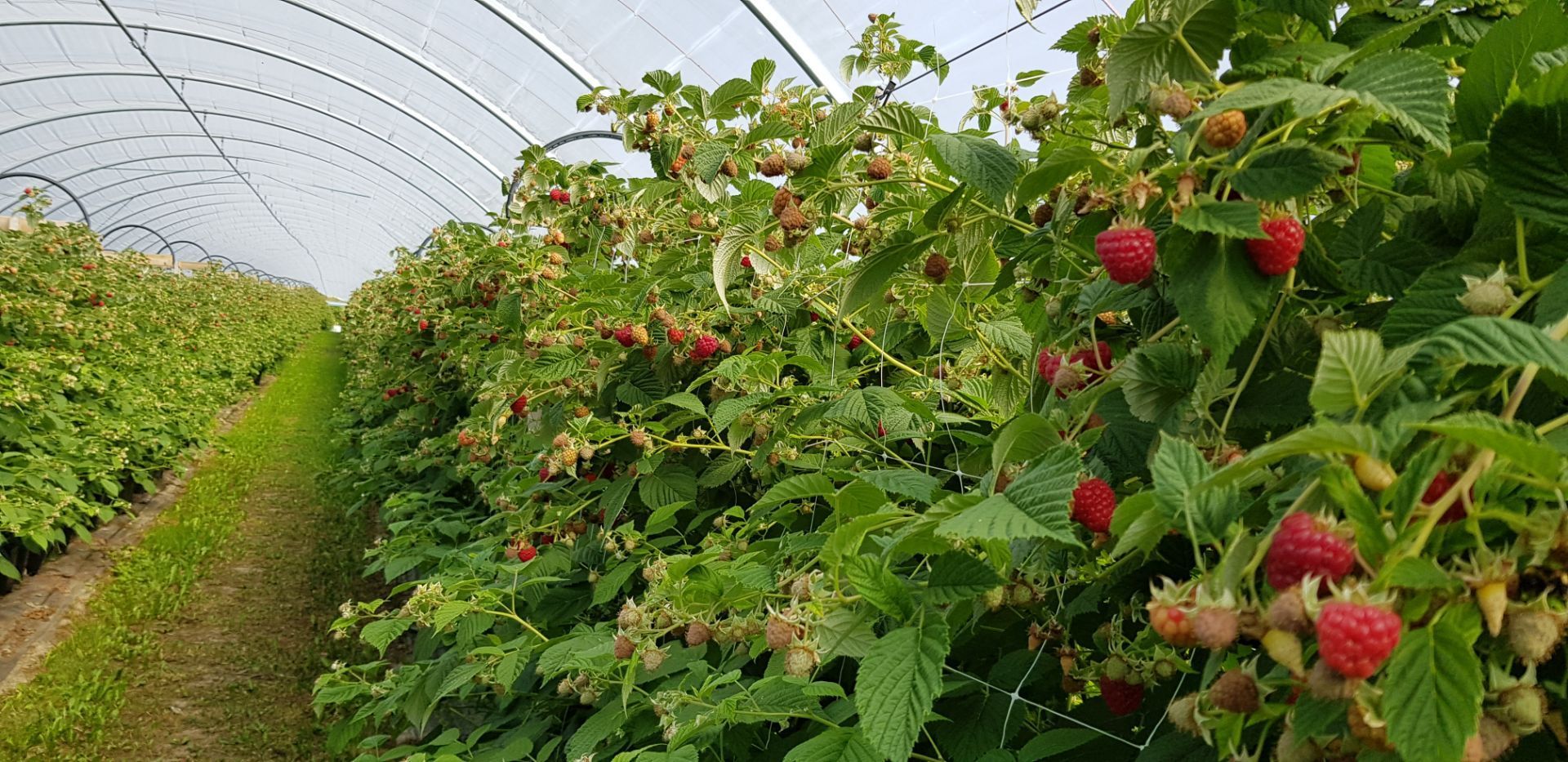 Isotalon Mansikka - Laadukkaat viljelyherkut